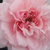 Różowy  - Róża nostalgie - Blush™ Winterjewel®